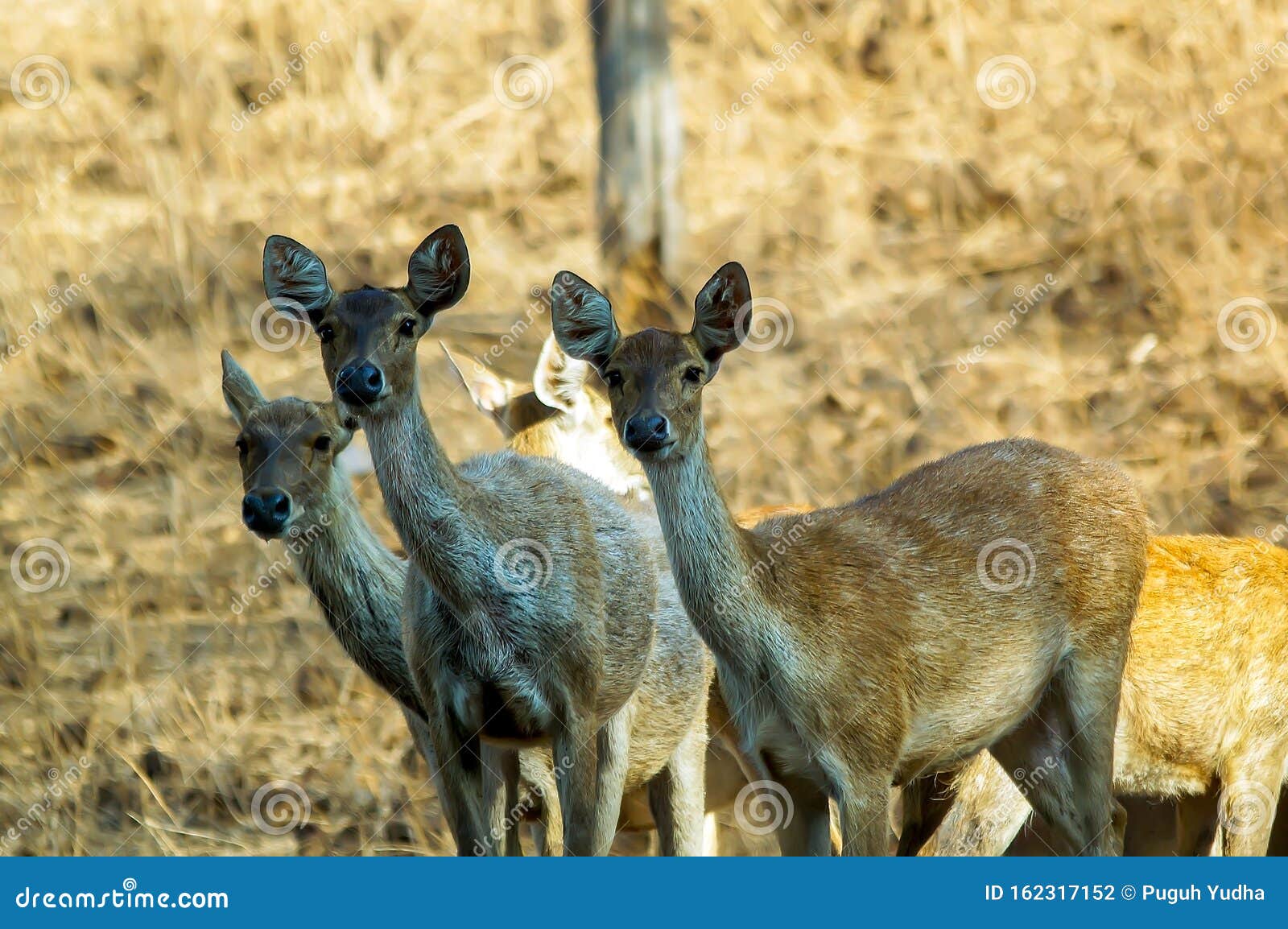 theÃÂ javan rusaÃÂ orÃÂ sunda sambarÃÂ - rusa timorensis
